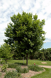 Sugar Maple (Acer saccharum) at Debbie's Greenhouse & Garden Centre