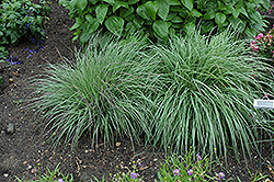 Blue Heaven Bluestem (Schizachyrium scoparium 'Blue Heaven') at Debbie's Greenhouse & Garden Centre
