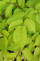 Sun King Japanese Spikenard (Aralia cordata 'Sun King') at Debbie's Greenhouse & Garden Centre