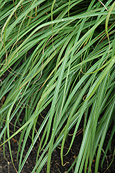 Huron Sunrise Maiden Grass (Miscanthus sinensis 'Huron Sunrise') at Debbie's Greenhouse & Garden Centre
