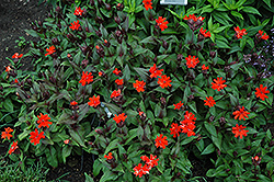 Orange Gnome Campion (Lychnis x arkwrightii 'Orange Gnome') at Debbie's Greenhouse & Garden Centre