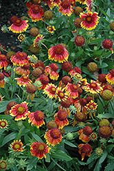 Arizona Sun Blanket Flower (Gaillardia x grandiflora 'Arizona Sun') at Debbie's Greenhouse & Garden Centre