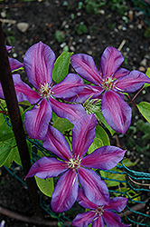 Mrs. N. Thompson Clematis (Clematis 'Mrs. N. Thompson') at Debbie's Greenhouse & Garden Centre