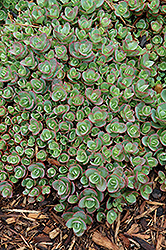 Lime Zinger Stonecrop (Sedum 'Lime Zinger') at Debbie's Greenhouse & Garden Centre
