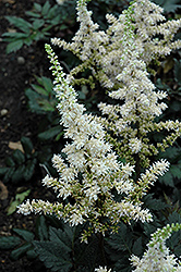 Visions in White Chinese Astilbe (Astilbe chinensis 'Visions in White') at Debbie's Greenhouse & Garden Centre