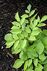 Sun King Japanese Spikenard (Aralia cordata 'Sun King') at Debbie's Greenhouse & Garden Centre