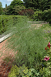 Jersey Knight Asparagus (Asparagus 'Jersey Knight') at Debbie's Greenhouse & Garden Centre