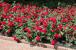 Champlain Rose (Rosa 'Champlain') at Debbie's Greenhouse & Garden Centre