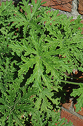 Citrosa Geranium (Pelargonium citrosum) at Debbie's Greenhouse & Garden Centre