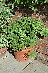 Citrosa Geranium (Pelargonium citrosum) at Debbie's Greenhouse & Garden Centre