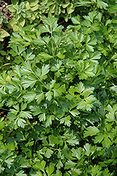 Giant Of Italy Parsley (Petroselinum crispum 'Giant Of Italy') at Debbie's Greenhouse & Garden Centre
