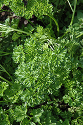 Forest Green Parsley (Petroselinum crispum 'Forest Green') at Debbie's Greenhouse & Garden Centre