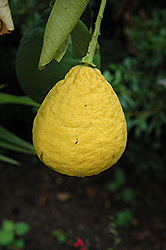 Ponderosa Lemon (Citrus 'Ponderosa') at Debbie's Greenhouse & Garden Centre