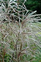 Huron Sunrise Maiden Grass (Miscanthus sinensis 'Huron Sunrise') at Debbie's Greenhouse & Garden Centre