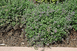 Junior Walker Catmint (Nepeta x faassenii 'Novanepjun') at Debbie's Greenhouse & Garden Centre