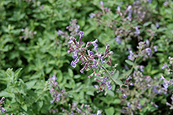 Junior Walker Catmint (Nepeta x faassenii 'Novanepjun') at Debbie's Greenhouse & Garden Centre