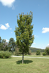 Red Rocket Red Maple (Acer rubrum 'Red Rocket') at Debbie's Greenhouse & Garden Centre