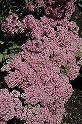 Lime Zinger Stonecrop (Sedum 'Lime Zinger') at Debbie's Greenhouse & Garden Centre