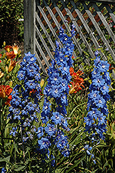 Cobalt Dreams Larkspur (Delphinium 'Cobalt Dreams') at Debbie's Greenhouse & Garden Centre