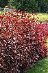 Mahogany Splendor Hibiscus (Hibiscus acetosella 'Mahogany Splendor') at Debbie's Greenhouse & Garden Centre