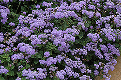 High Tide Blue Flossflower (Ageratum 'PAS347557') at Debbie's Greenhouse & Garden Centre
