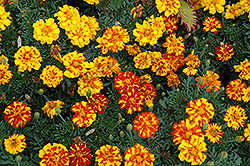 Durango Bolero Marigold (Tagetes patula 'Durango Bolero') at Debbie's Greenhouse & Garden Centre