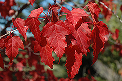 Amur Maple (Acer ginnala) at Debbie's Greenhouse & Garden Centre