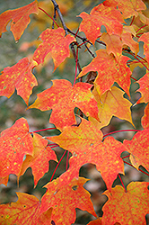 Sugar Maple (Acer saccharum) at Debbie's Greenhouse & Garden Centre