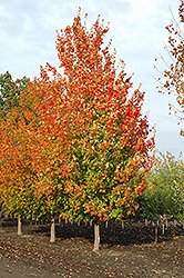 Inferno Sugar Maple (Acer saccharum 'Jeferno') at Debbie's Greenhouse & Garden Centre