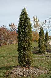 Skybound Arborvitae (Thuja occidentalis 'Skybound') at Debbie's Greenhouse & Garden Centre