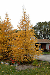 Tamarack (Larix laricina) at Debbie's Greenhouse & Garden Centre