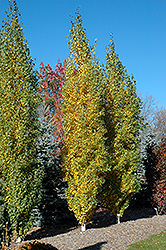 Parkland Pillar Japanese White Birch (Betula platyphylla 'Jefpark') at Debbie's Greenhouse & Garden Centre