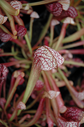 Scarlet Belle Pitcher Plant (Sarracenia 'Scarlet Belle') at Debbie's Greenhouse & Garden Centre