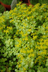 Golden Stonecrop (Sedum makinoi 'Ogon') at Debbie's Greenhouse & Garden Centre