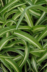 Variegated Spider Plant (Chlorophytum comosum 'Variegatum') at Debbie's Greenhouse & Garden Centre