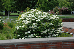 Bailey Compact Highbush Cranberry (Viburnum trilobum 'Bailey Compact') at Debbie's Greenhouse & Garden Centre