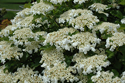 Bailey Compact Highbush Cranberry (Viburnum trilobum 'Bailey Compact') at Debbie's Greenhouse & Garden Centre