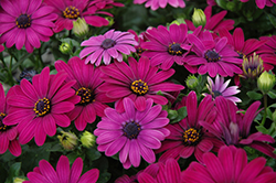 Serenity Dark Purple African Daisy (Osteospermum 'Serenity Dark Purple') at Debbie's Greenhouse & Garden Centre