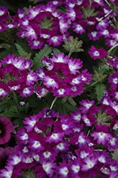 Wicked Great Grape Verbena (Verbena 'Wicked Great Grape') at Debbie's Greenhouse & Garden Centre