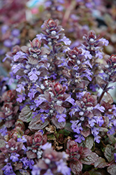 Bronze Beauty Bugleweed (Ajuga reptans 'Bronze Beauty') at Debbie's Greenhouse & Garden Centre
