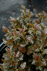 Tiny Wine Ninebark (Physocarpus opulifolius 'SMPOTW') at Debbie's Greenhouse & Garden Centre