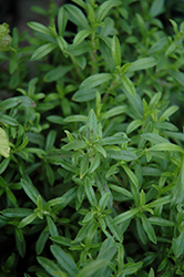 Summer Savory (Satureja hortensis) at Debbie's Greenhouse & Garden Centre