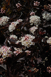 Tiny Wine Ninebark (Physocarpus opulifolius 'SMPOTW') at Debbie's Greenhouse & Garden Centre