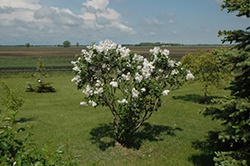 Beauty of Moscow Lilac (Syringa vulgaris 'Beauty of Moscow') at Debbie's Greenhouse & Garden Centre