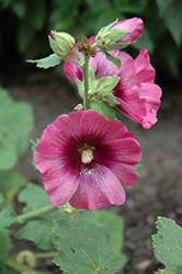 Halo Cerise Hollyhock (Alcea rosea 'Halo Cerise') at Debbie's Greenhouse & Garden Centre