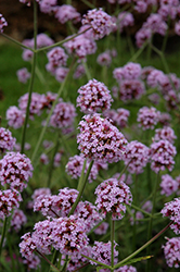 Meteor Shower Verbena (Verbena bonariensis 'Meteor Shower') at Debbie's Greenhouse & Garden Centre