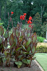 Australia Canna (Canna 'Australia') at Debbie's Greenhouse & Garden Centre