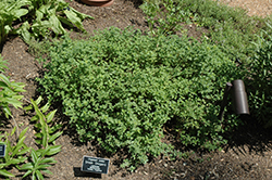 Greek Oregano (Origanum onites) at Debbie's Greenhouse & Garden Centre