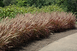 Purple Fountain Grass (Pennisetum setaceum 'Rubrum') at Debbie's Greenhouse & Garden Centre