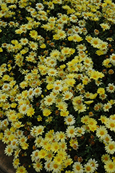 Butterfly Marguerite Daisy (Argyranthemum frutescens 'Butterfly') at Debbie's Greenhouse & Garden Centre